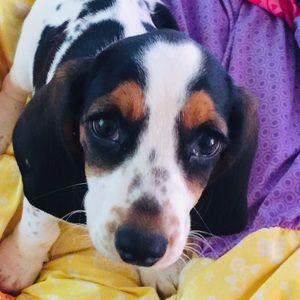 Meet your Posher, Bella